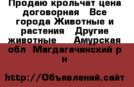 Продаю крольчат цена договорная - Все города Животные и растения » Другие животные   . Амурская обл.,Магдагачинский р-н